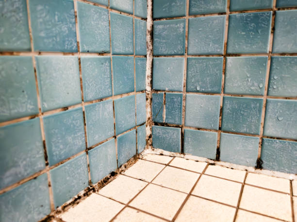 Best Basement Mold Removal  in Bloomingdale, GA